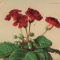 Primula, 1936 ~ Jan Bogaerts.jpg