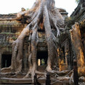big_tree_roots.jpg