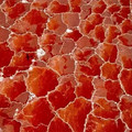 lake_natron_tanzania.webp