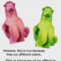 polar bears.jpg