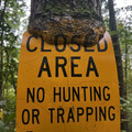 tree grew between sign and letters.jpg