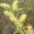 bee_feat_plant_by_eode_duj1n9-fullview.jpg