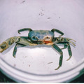 blue_crab_by_eode_d18xa92-fullview.jpg