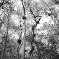 DSCF0035rrg.jpg