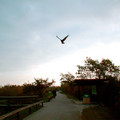 DSCF00077c.jpg
