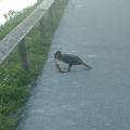 DSCF0010.JPG