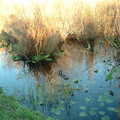 DSCF0021 (2).JPG