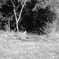 DSCF0026_100.jpg