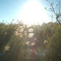 DSCF0034b.jpg