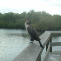 DSCF0045.JPG
