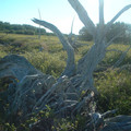 DSCF0050 (3).JPG