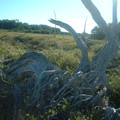 DSCF0052.JPG