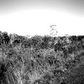 DSCF0052b (2).jpg