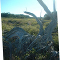 DSCF0052b.jpg