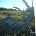 DSCF0052c.jpg