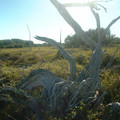 DSCF0053 (2).JPG