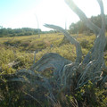 DSCF0055 (2).JPG