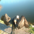 DSCF0059.JPG