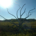 DSCF0065b.JPG
