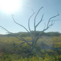 DSCF0065c.JPG