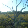 DSCF0067b.JPG