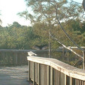 DSCF0071.JPG
