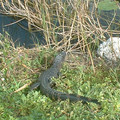 DSCF0072.JPG