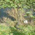 DSCF0074.JPG