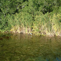 DSCF0077.JPG