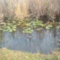 DSCF0083.JPG
