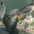 DSCF0095.JPG