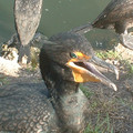 DSCF0097.JPG