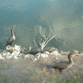 DSCF0103.JPG