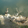 DSCF0105.JPG