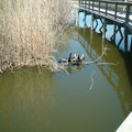 DSCF0129.JPG
