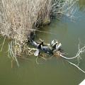 DSCF0130.JPG
