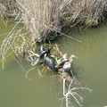 DSCF0131.JPG