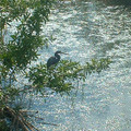 DSCF0140.JPG