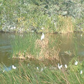 DSCF0166.JPG