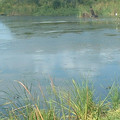 DSCF0171.JPG