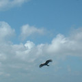 DSCF0172.JPG
