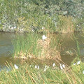DSCF0175.JPG
