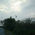 aerobat_b.jpg