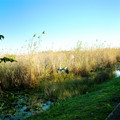 dscasfc650.jpg