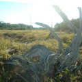 dscf0055c_950.jpg