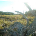 dscf0055d.jpg