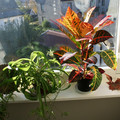 IMG_2821_resize.JPG