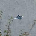IMG_2832.jpg