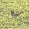 IMG_2856.jpg