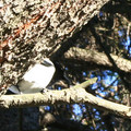 IMG_2858.jpg